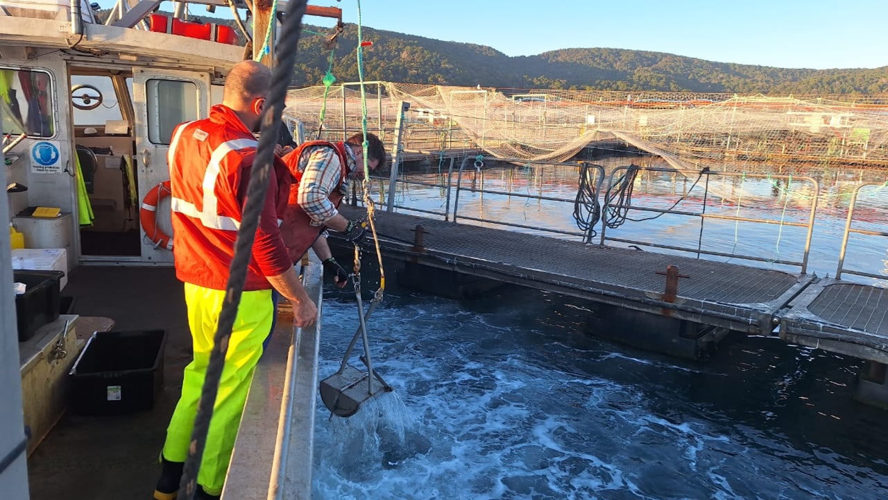 Sampling, Inspection, and Survey