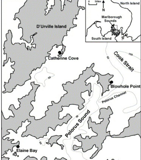 Deposition beneath long-line mussel farms