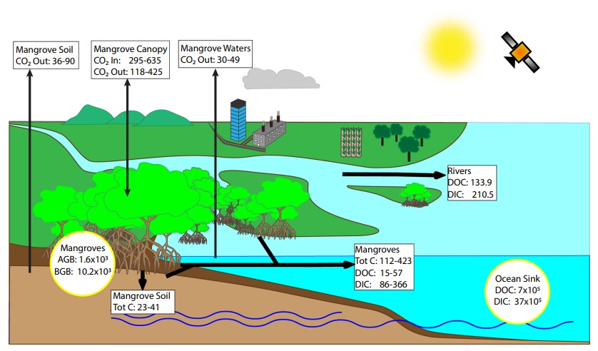 Quantifying mangrove export of dissolved organic carbon on large scales and at fine resolution: a review of current technologies and the path forward